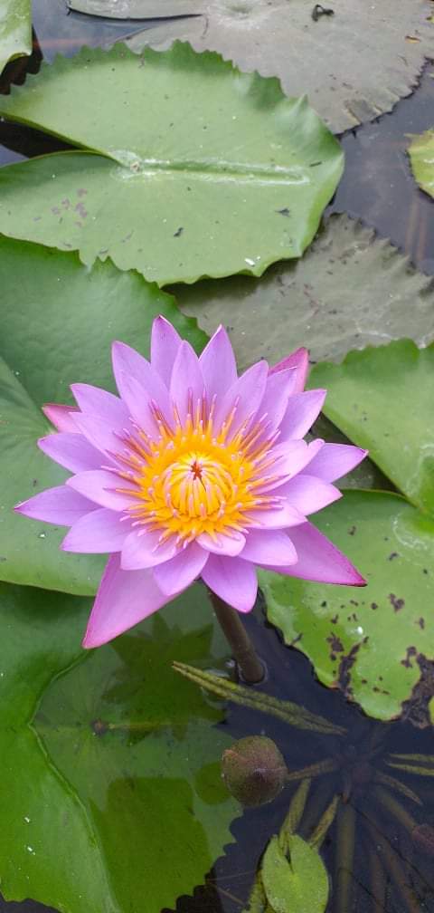 Blue Lotus Benefits You Should Know About - Taprobana Naturals