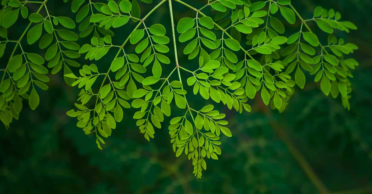 Moringa Leaves Benefits - Taprobana Naturals