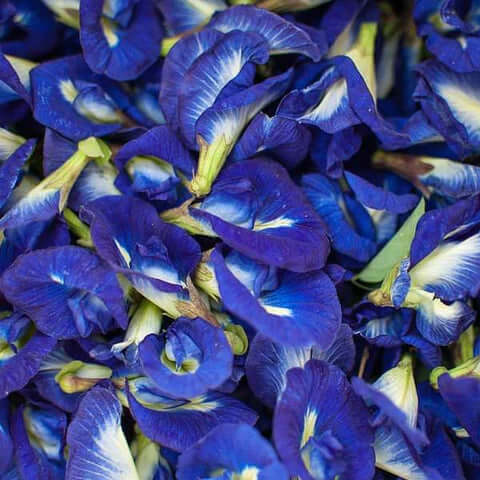 Unveiling the Enchanting World of Organic Blue Butterfly Pea Flowers - Taprobana Naturals